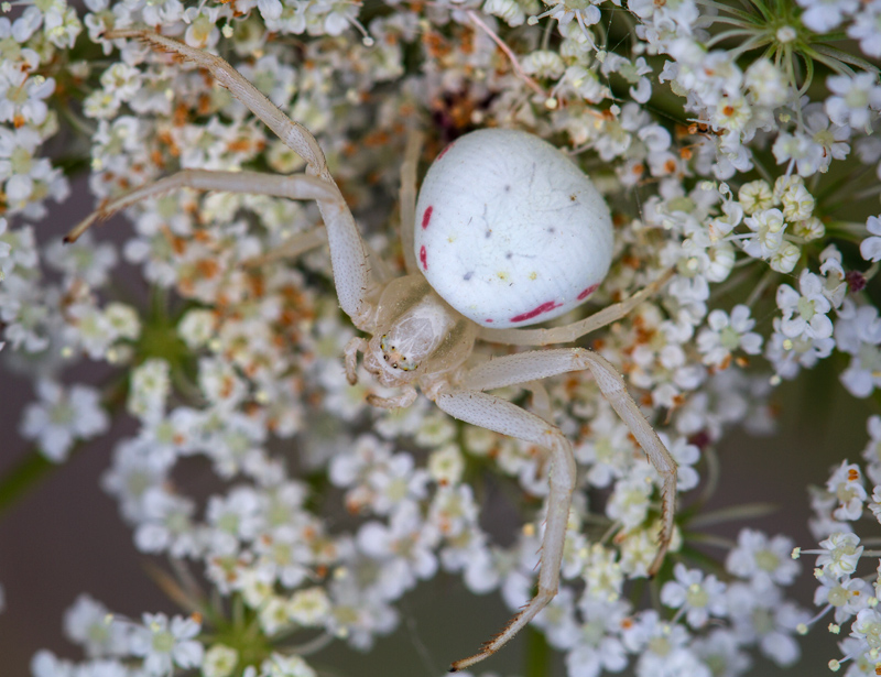 MacroAnimali-copertina-fotografia per passione