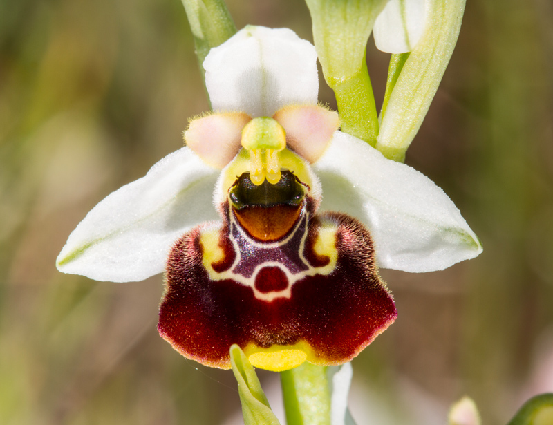 Orchidee-copertina-fotografia per passione